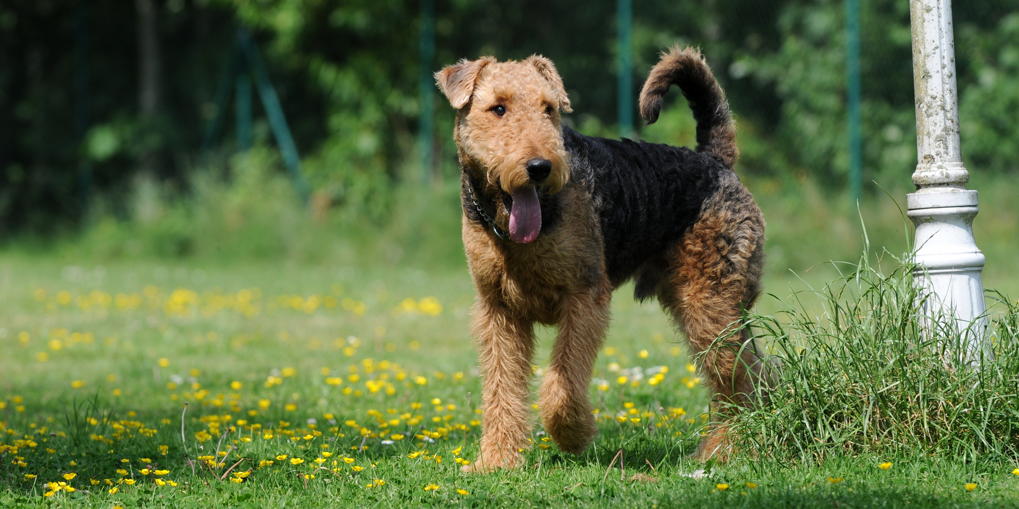 British sales dog names